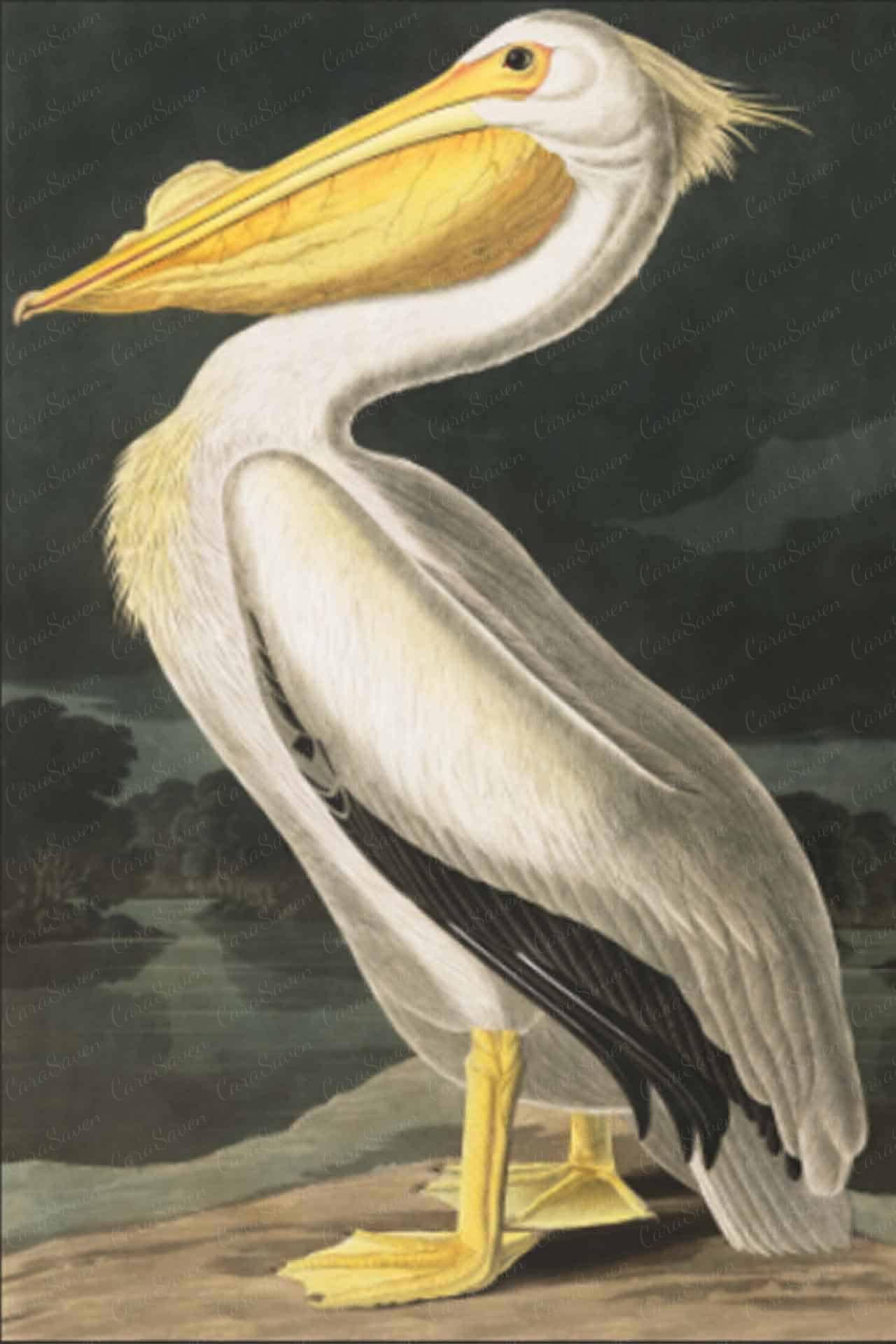 A vintage illustration wallpaper featuring a large pelican with white feathers, a yellowish bill, and webbed feet. The bird stands on a rock beside a body of water. The background is dark and natural, with elements like trees and distant hills accentuating the scene. Dominant colors include white (feathers), yellow (bill), dark green/brown (background trees), blue/gray (water) ,and grayish tones for distant hills.