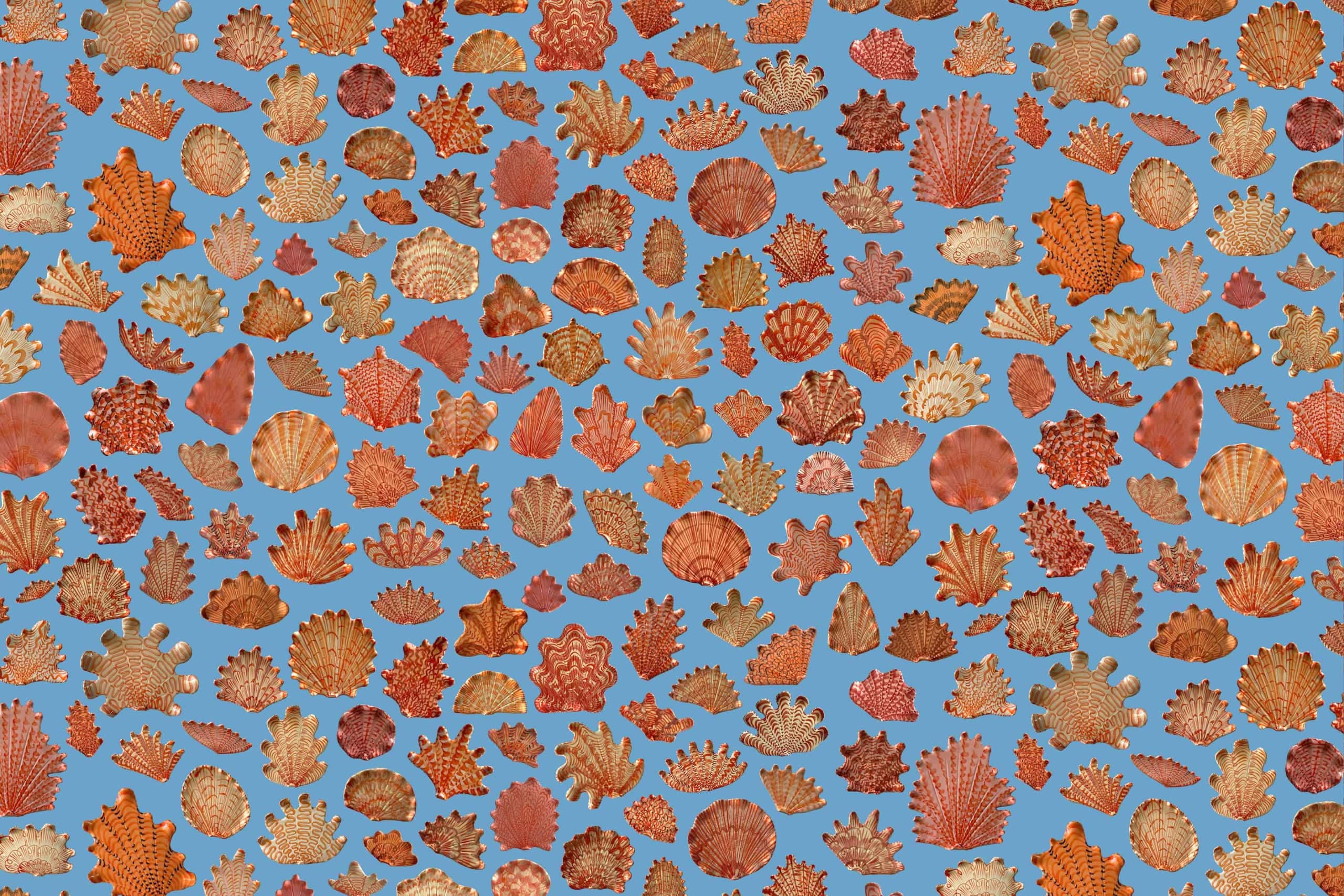 A vibrant collage of diverse seashells in shades of red, orange, and brown on a blue background. Various shapes and textures are featured, creating an evenly distributed repetitive pattern.