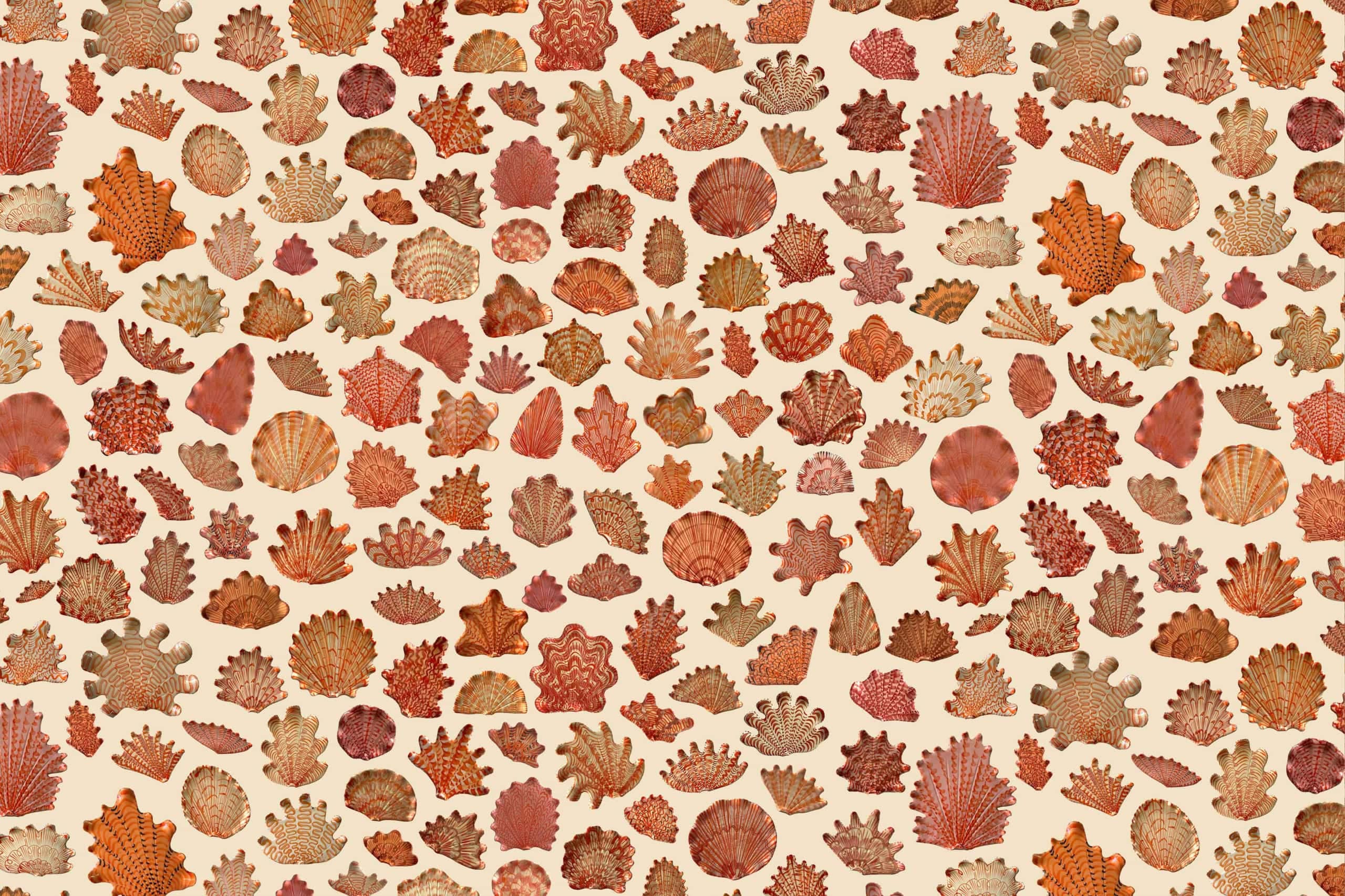 Beige background, intricately patterned reddish-brown seashells, diverse shapes and sizes, unique textures and designs, visually rich wallpaper.
