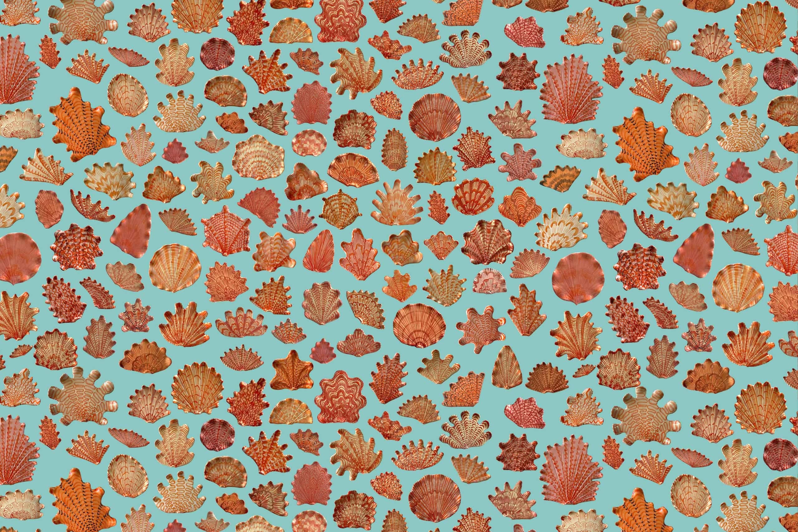 A vibrant wallpaper featuring orange and red seashells against a light blue background. The collection displays a variety of shapes and textures, forming an intricate and captivating mosaic. The bold hues of the shells contrast beautifully with the serene blue backdrop, creating an eye-catching design.