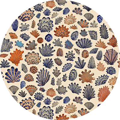 A circular pattern from CS & Co features intricately designed seashells in shades of blue, orange, and beige on a light background. Various shapes and sizes of shells create a visually appealing collection. Elements include: seashells, blue, orange, beige, diverse shapes and sizes, light background.