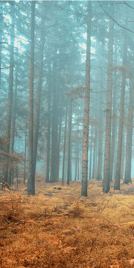 Wallpaper: Misty pine forest scene, featuring tall, slender trees. Forest floor layered with autumn leaves and dry grass. Light fog filtering through trees, creating serene, ethereal atmosphere. Dominant colors: muted greens, browns, hints of amber and gold.
