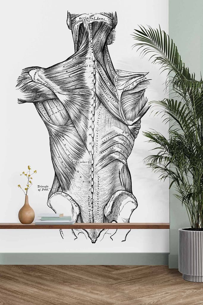 The wallpaper displays an anatomical drawing of a human back with detailed musculature, using shades of black and gray. It is positioned above a floating wooden shelf that holds a small vase with yellow flowers and several books. The scene is complemented by a tall leafy plant on either side.