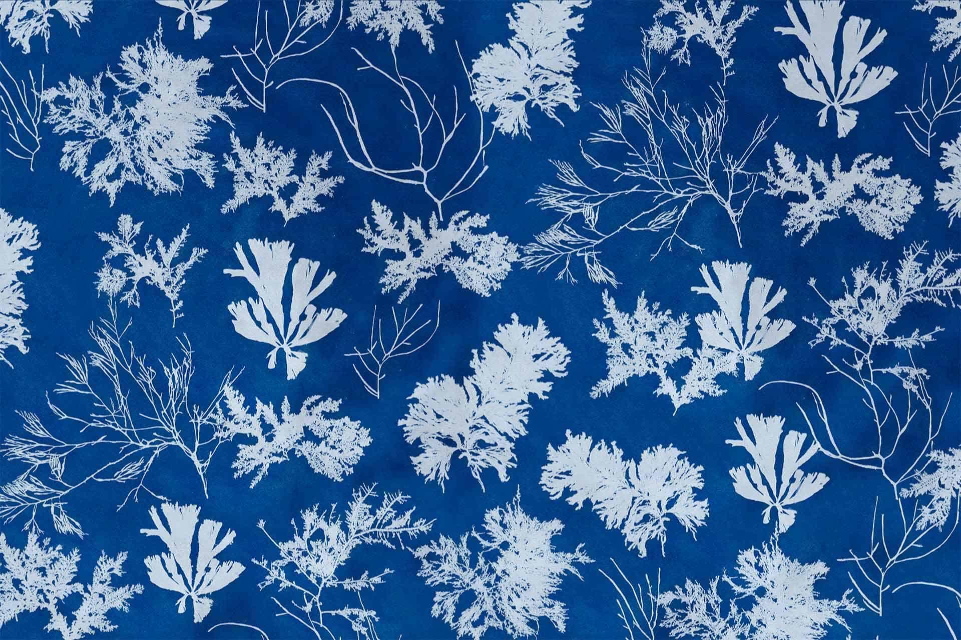 Wallpaper features: 

- Blue background
- Detailed white botanical prints
- Intricate leaves and branches
- Natural, hand-drawn look
- Resembling cyanotype photography or nature-inspired printmaking techniques
